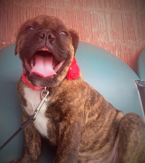 Our Newest Family Member Daisy Mae